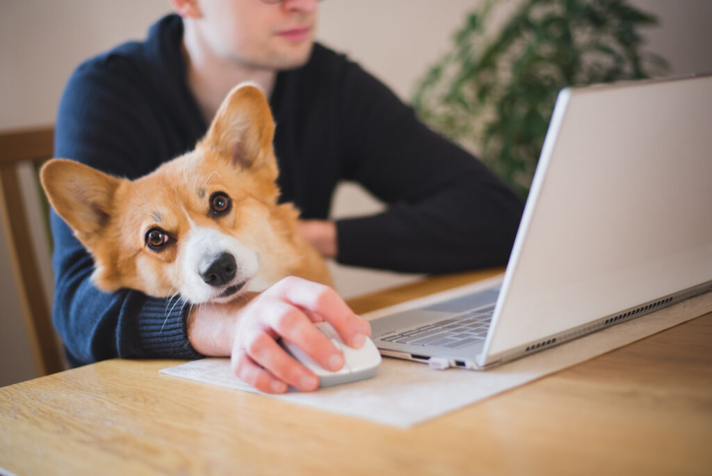 A corgi resting its head on a man s arm while he uses a computer